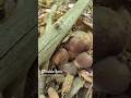 Mini BOLETUS family #boletus #funghi #porcini #seta #cogumelo #mushroom #ciuperci @ghe_ne_funzi