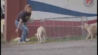 Trap-Neuter-Return-Manage  Programme