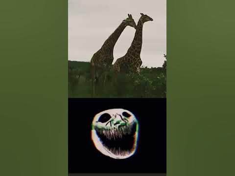 how giraffe fights💀💀💀 - YouTube