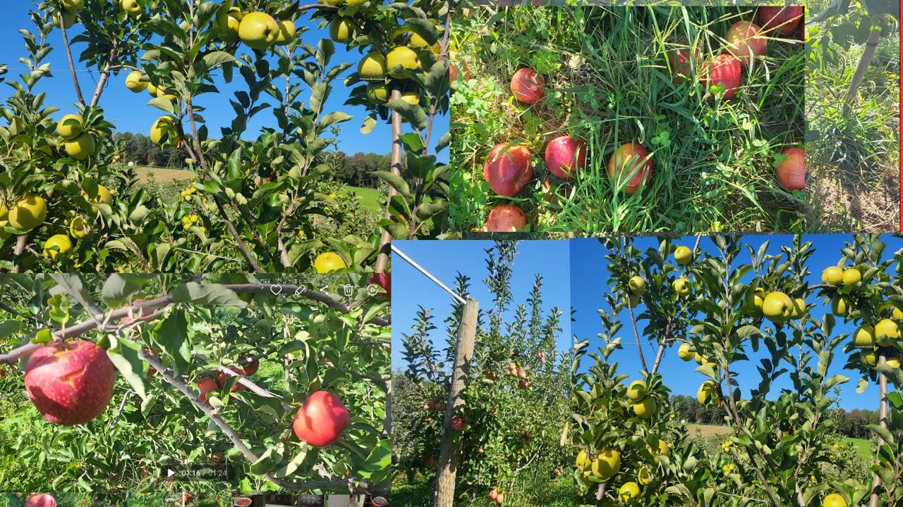 Apple garden in America || Apple farm in USA || Farm picking apples || Farm tour || Garden tour