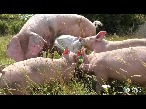 Lebenshof statt Schlachthof: Happy Birthday, Willi, Hein & Pia! 🐖 ❤ ❤ ❤