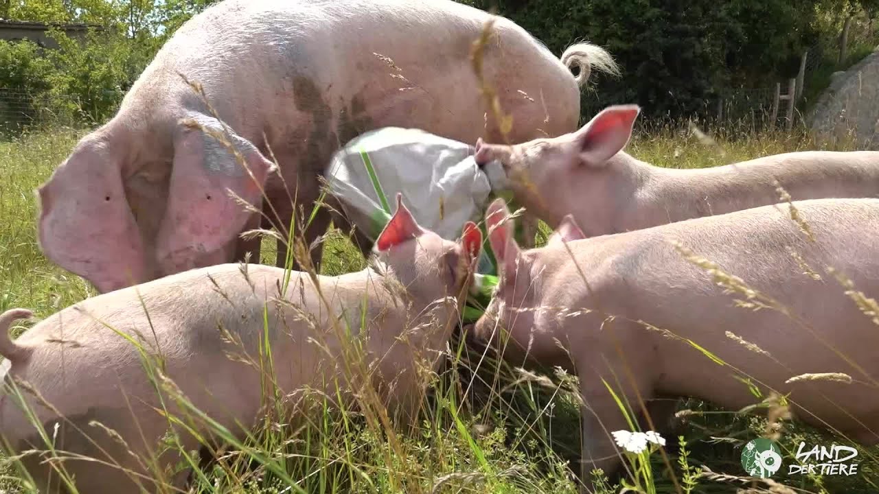 Lebenshof statt Schlachthof: Happy Birthday, Willi, Hein & Pia! 🐖 ❤ ❤ ❤