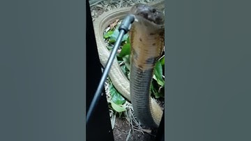 DEADLY SNAKE ASKS FOR WATER SUBSCRIBE