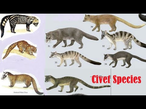 Video: Která zoo má cibetku?
