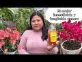 Asombroso uso del vinagre en todas nuestras plantas el mejor fungicida y insecticida casero