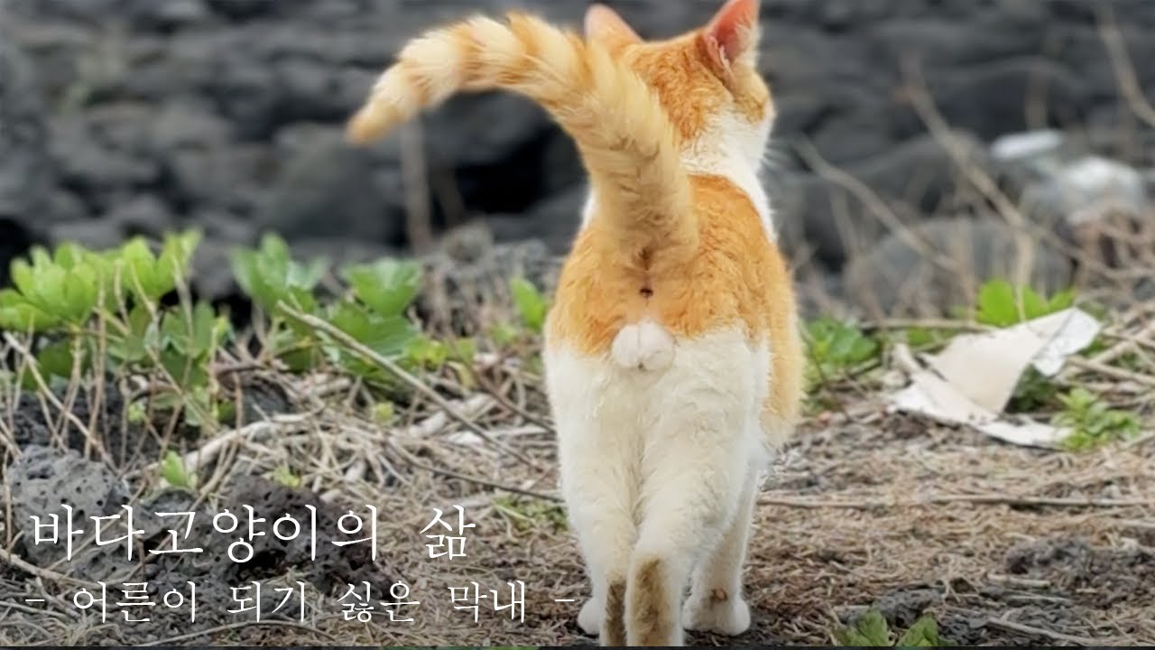 바다 고양이의 삶 - 엄마가 그리운 고양이