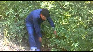 Pötürgeli Mahmut Resimi