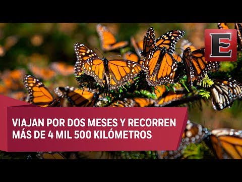 Video: Migración de las mariposas monarca: flores para una estación de servicio de otoño