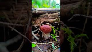 КРАСОТА  ЗЕМНАЯ🌎 🩶🩵🌍🩶🩵#природныепейзажи #музыка #природа
