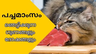 പച്ച മാംസം കൊടുക്കണോ വേണ്ടയോ  | pros And Cons of Row Diet For Cats Malayalam by MEHRIN'S CATTERY 17,647 views 2 years ago 12 minutes, 49 seconds