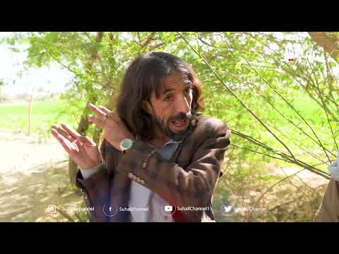شغال ببلاش... جميل يفشل في كل مرة يريد أن يكسب ود أبو ألف #الزوبعة