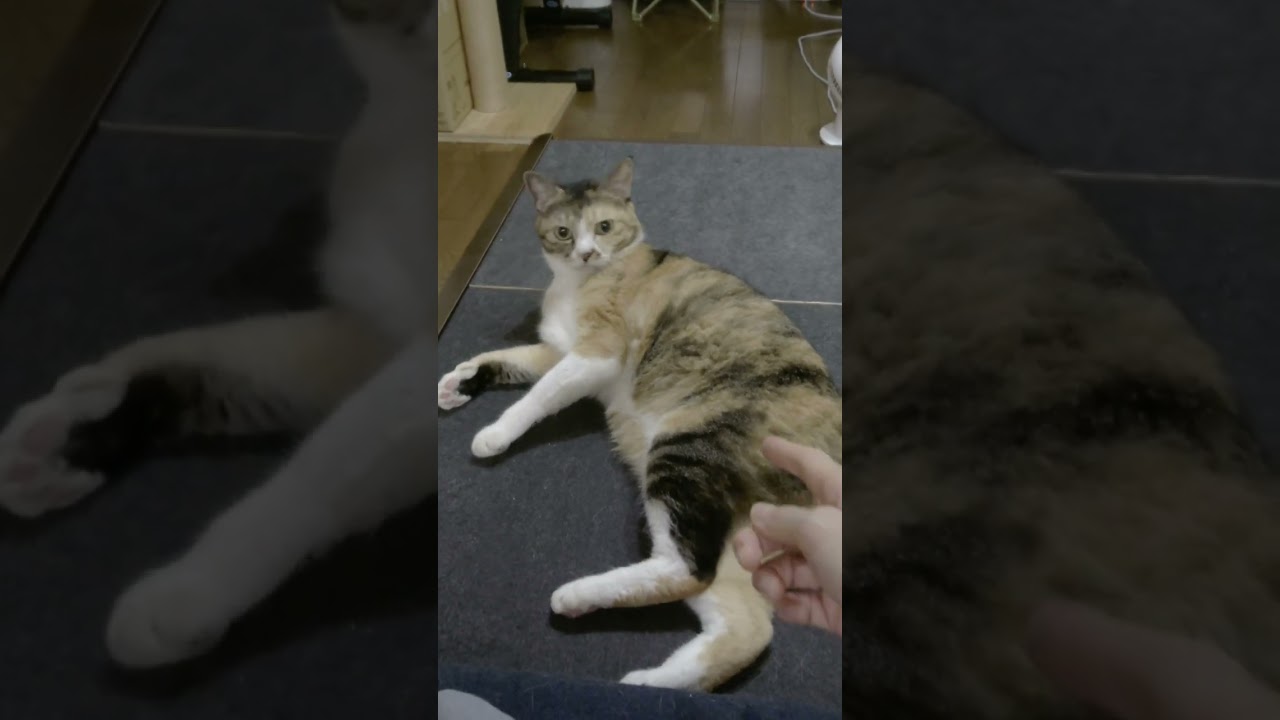 くぼともこさん コンガリ舎 三毛猫ちゃんの一輪挿し 猫の一輪挿し（三