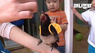 Baby Magpie Gets Admitted To Kindergarten