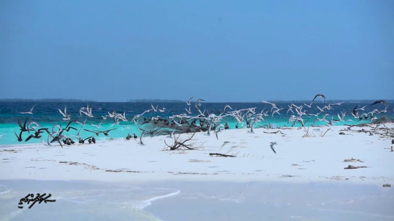 SUVADHUNMATHI - Rescuing a Black Noddy 