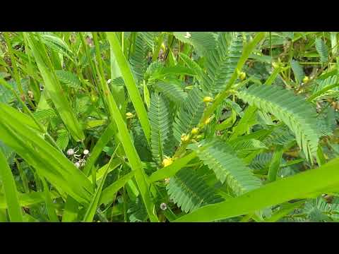 Vídeo: Informações sobre a ervilha perdiz: Aprenda sobre as plantas da ervilha perdiz no jardim