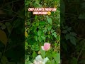 pink rose!! #ytshorts #flowers #nature #garden #shortvideo #sukoonwithankita #plants #beautiful