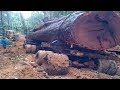 Big truck driving skills carrying wood logging in the forest biggest operator fast logging truck