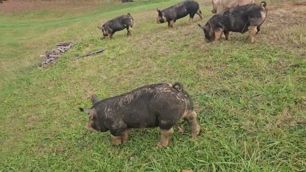 Walking the show pigs.....
