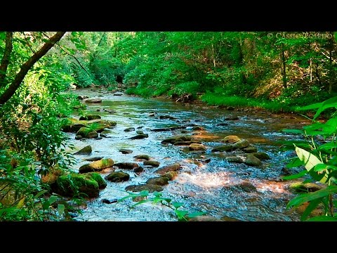 Entspannungsmusik Klavier, Natur, Waldgeräusche, Vögel - 10 Stunden Version