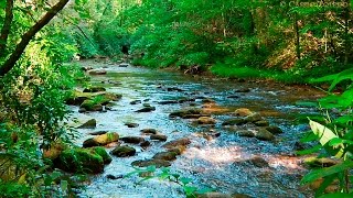 Naturgeräusche - Natur Meditation - Urwaldgeräusche