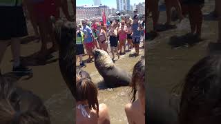 Sea Lion Joins Sunbathers on a Beach