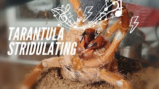 MASSIVE 🕷 King Baboon 🕷Tarantula STRIDULATING