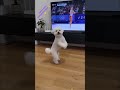 Writing🐾 The Most Adorable and Funny Animal Short Video on the Internet Today ❤️🤣