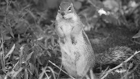 Squirrels damage on Maize