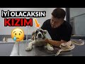 KÖPEĞİMİ ZEHİRLİ YILAN ISIRDI - KURTULACAK MI??