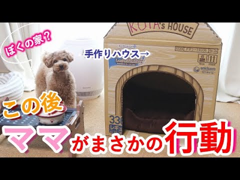 手作りの家を見た犬の反応が微妙すぎてママがおかしくなったw トイプードル Youtube