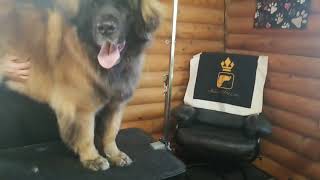 Nixxie the Leonberger at the groomer's.  Kaiser Pet Care Grooming  Woodbridge Virginia