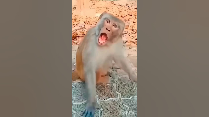 Monkey Shocked, Goat ROCKED #petd #shorts