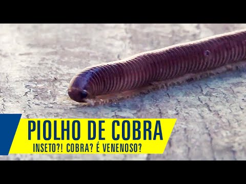 Vídeo: O que é um milípede-cobra-pintado: controle e danos do milípede-cobra-malhada