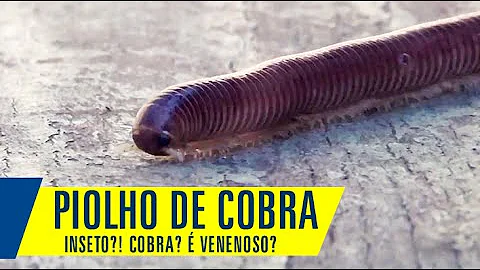 O que significa sonhar com piolho de cobra dentro de casa?