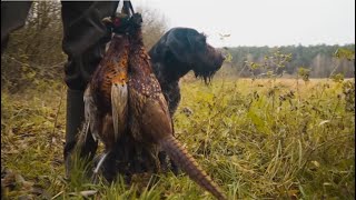 Polowanie na bażanty - 9 kogutów na trokach. Skuteczna praca psów. Hunting pheasants. GoHunters 2020