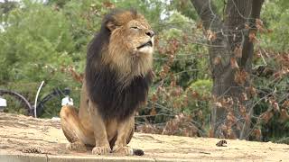 African Lion Luke at Smithsonian's National Zoo and Conservation Biology Institute