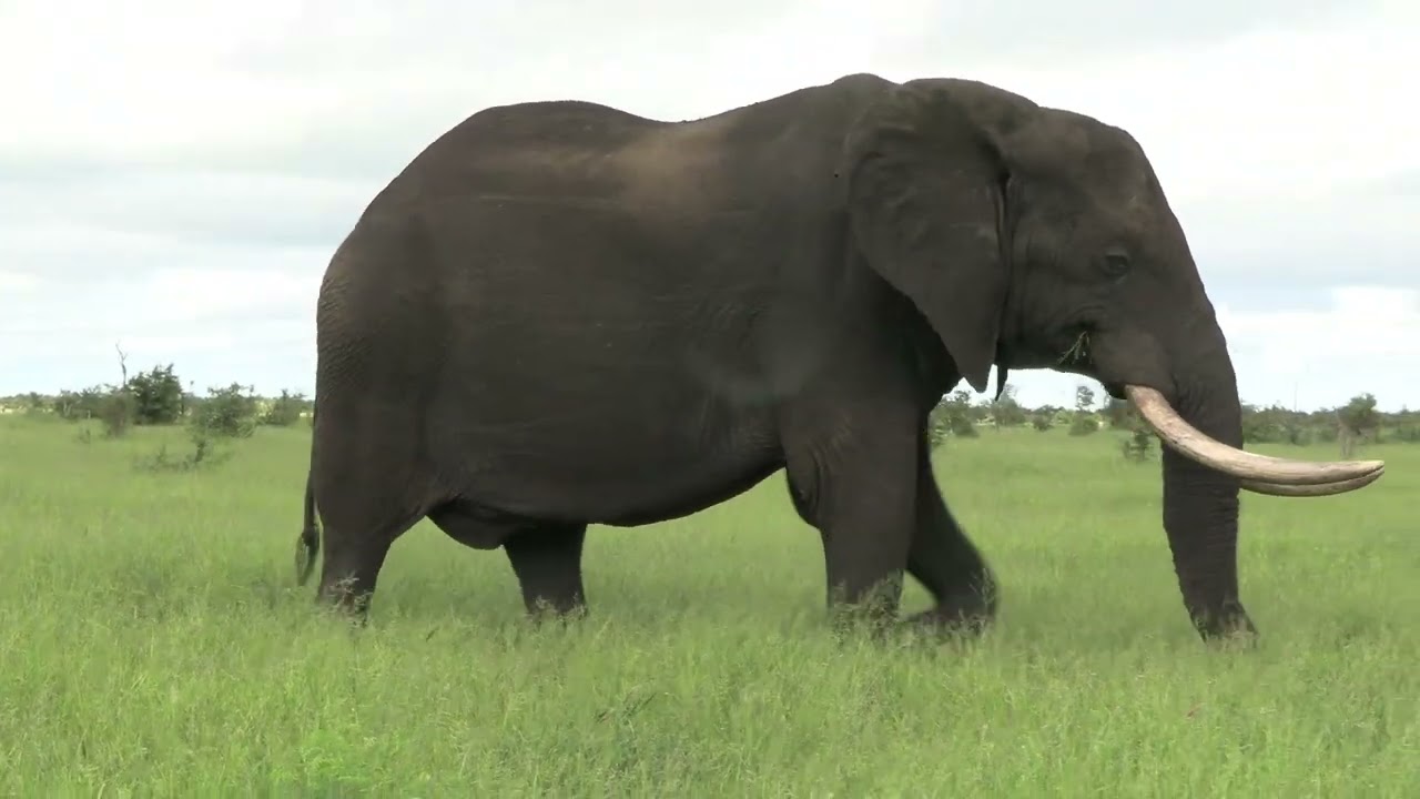 Big bull Elephant in the Kruger