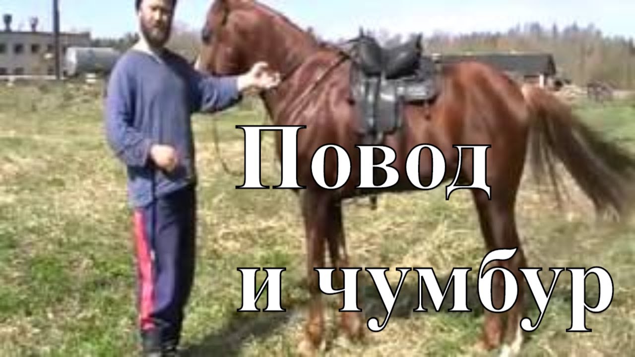 Повод и чумбур (чомбур) на Казачьей уздечке (В казачьей седловке). Для ...