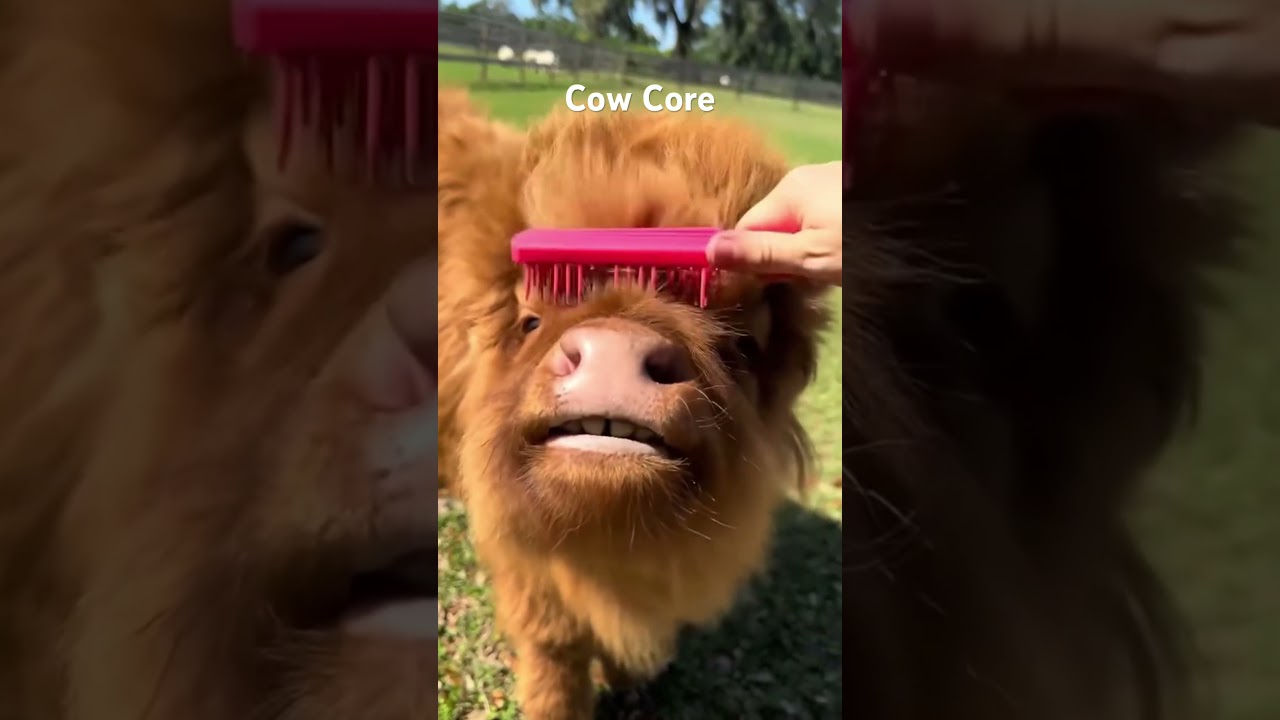 Cow Core #animalshorts #animals #cuteanimals #cute #cow #cows