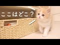 初めての部屋をビビりながら探検する子猫がかわいすぎる…【子猫のルームツアー】
