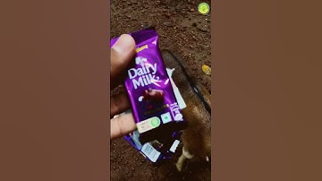 DAIRY MILK 😱 EXPERIMENT | #youtubeshorts #m4tech #shorts #sufailsvibes #experiment #viral #trending