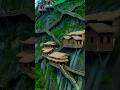 Village The Cliff Lodge in Jiangxi China❤️ #viral #shorts #mountains