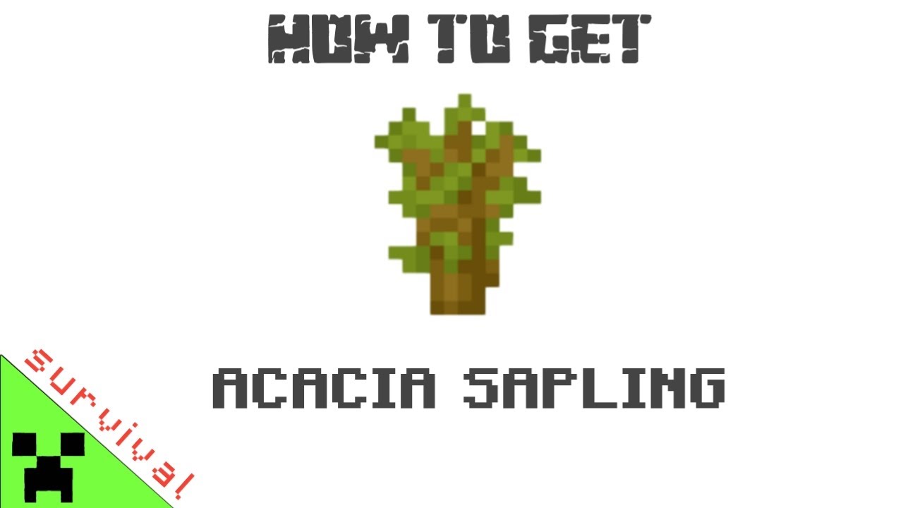how-to-get-acacia-sapling-in-minecraft-survival-youtube