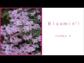 Bloomin Tommy F カラオケ 歌ってみた 