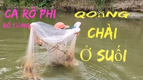 Qoăng chài bắt cá dưới suối | Cá rô đồng, Rô phi | Công việc băt cá mổi buổi chiều | Buôn Ma Si tv |