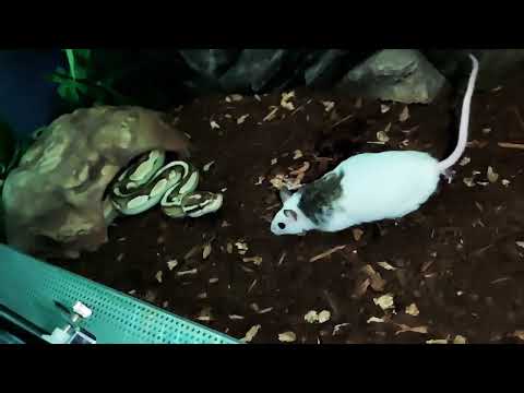 Python Regius slow motion 4