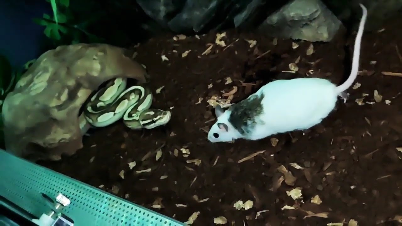 Python Regius slow motion 4 - YouTube