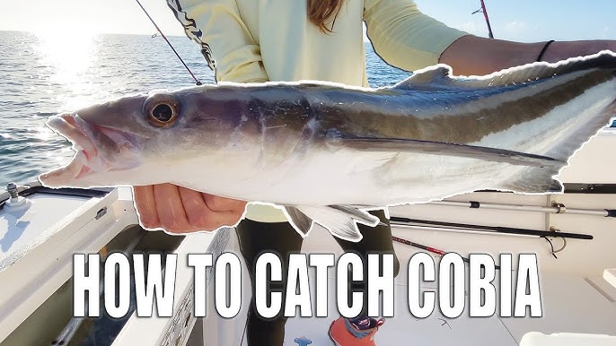 How to Catch Cobia Full Tutorial - Live Bait, Eels, and Bucktails 