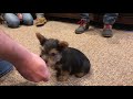 Amazing Super Star Dream Dog Norwich Terrier 10 Wks Old Puppy Obedience Training WOW! Norbert