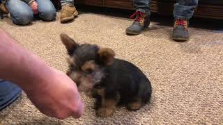 Amazing Super Star Dream Dog Norwich Terrier 10 Wks Old Puppy Obedience Training WOW! Norbert